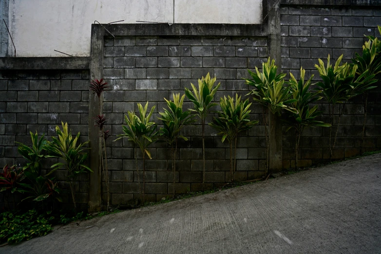 this po shows some plants on the side of a building