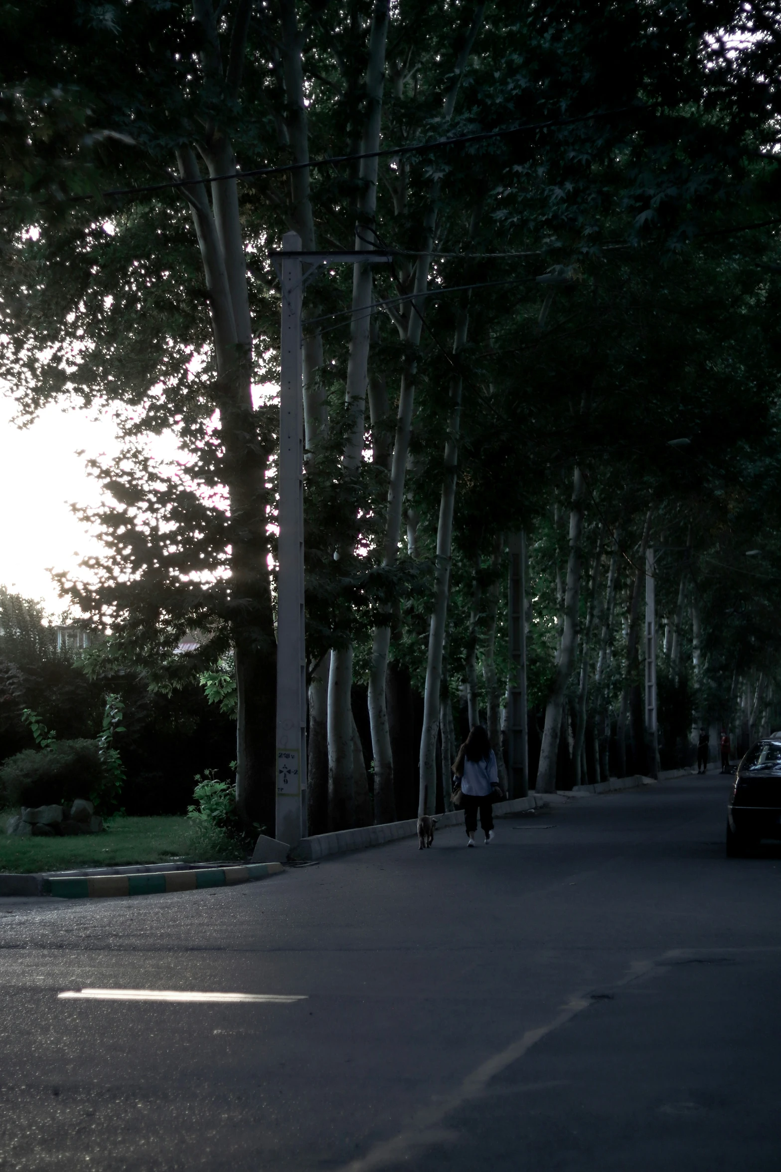 the person in black is walking down a tree lined street