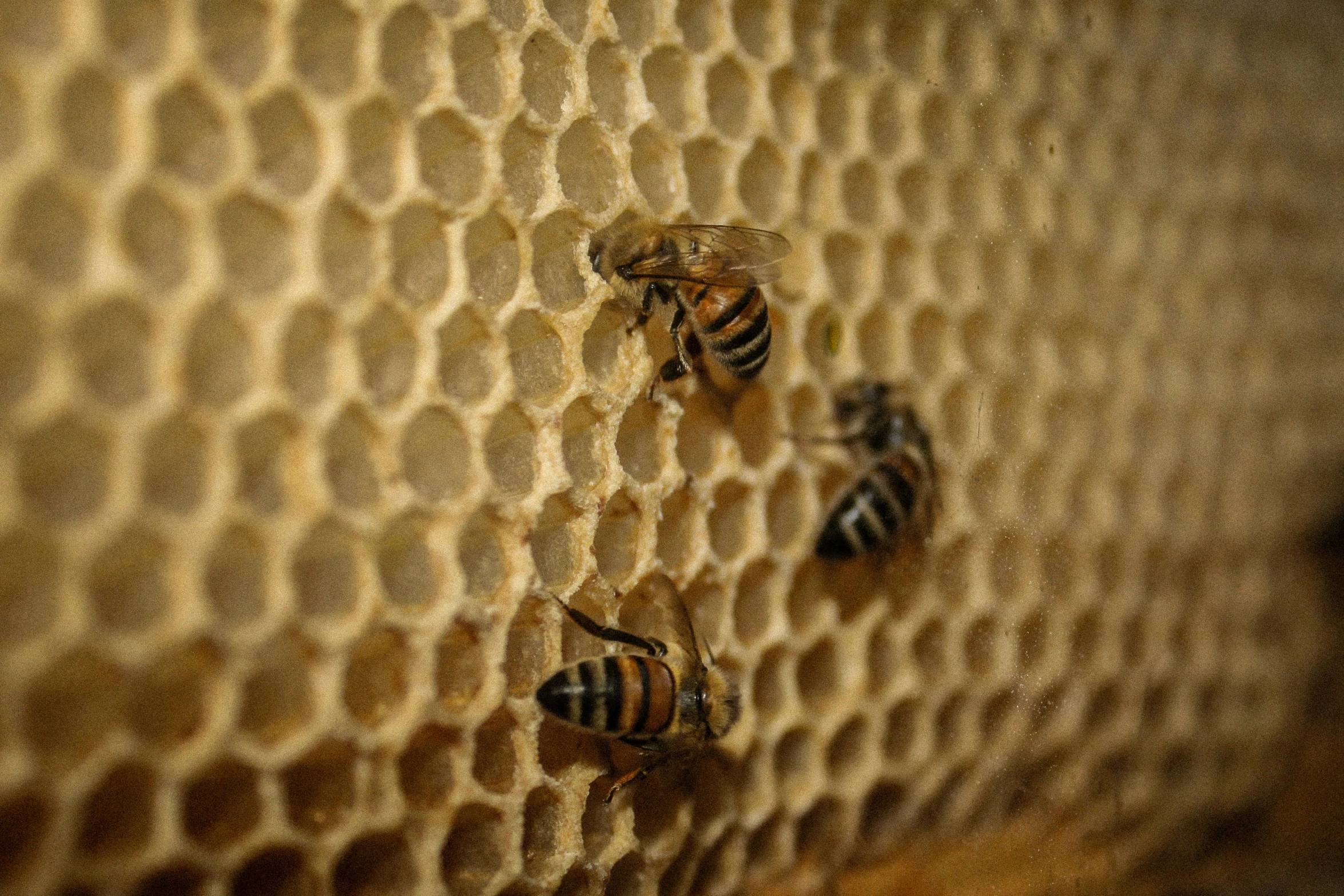 bees sitting on a honeycomb looking out into the distance