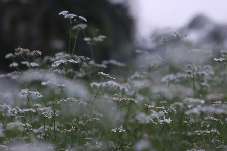 a large field of flowers that are blooming