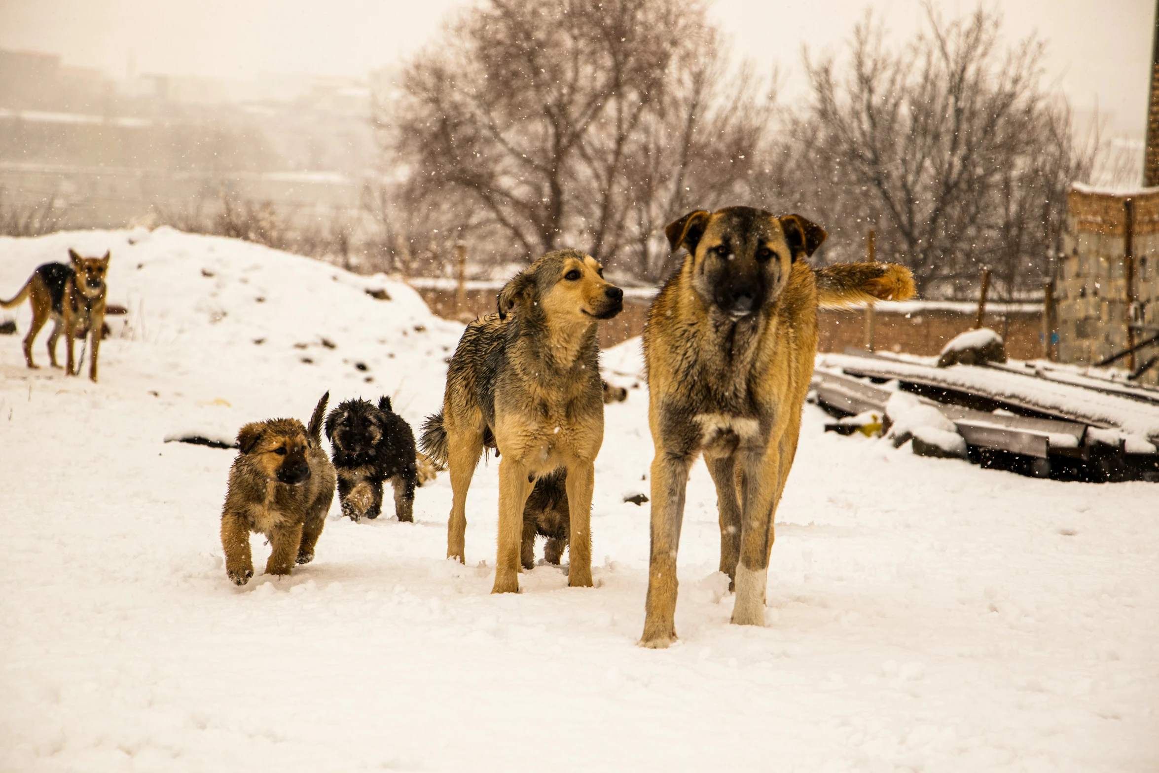 a group of dogs are playing in the snow