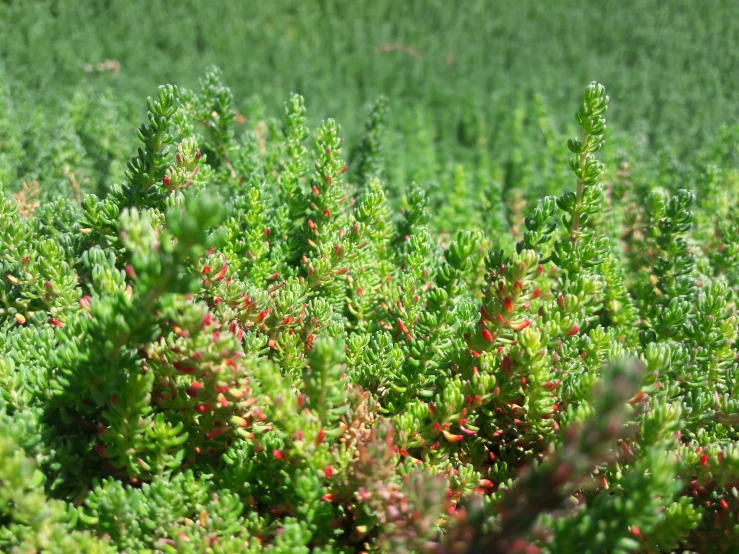 a bunch of plants in a grass field