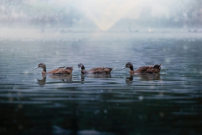 ducks swimming on water in a foggy day