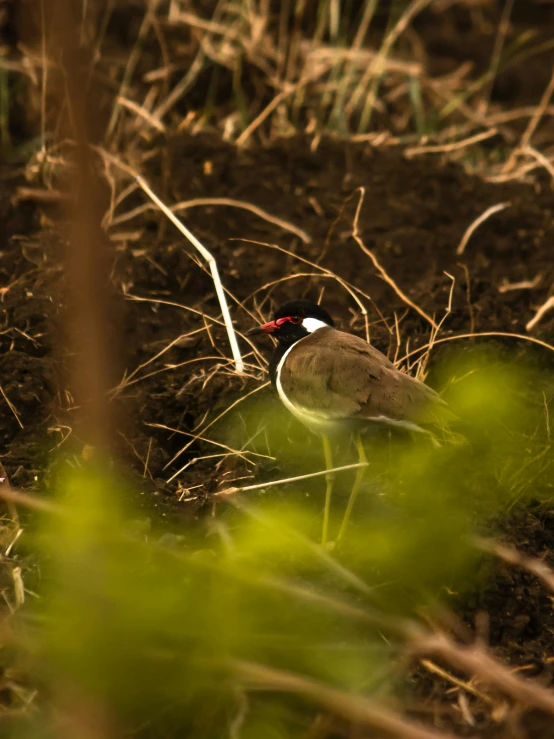 a bird that is walking in some dirt