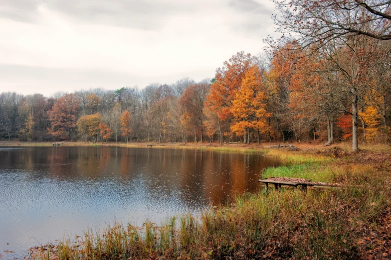 a pond surrounded by trees covered with yellow leaves