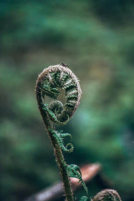 a close up of a small plant with lots of leaves