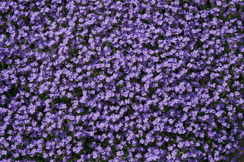 a background of a large cluster of small purple flowers