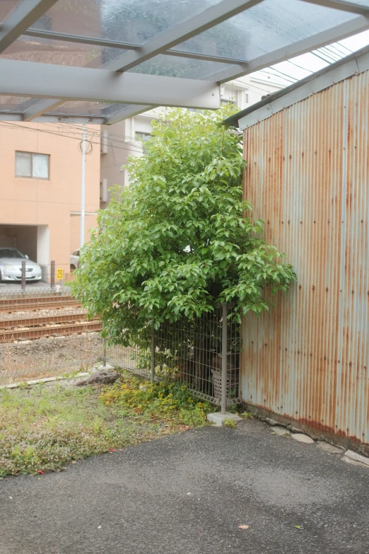 a very tall tree behind a metal fence