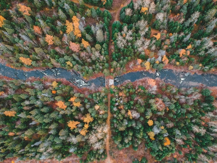 some cars driving through an intersection in the forest