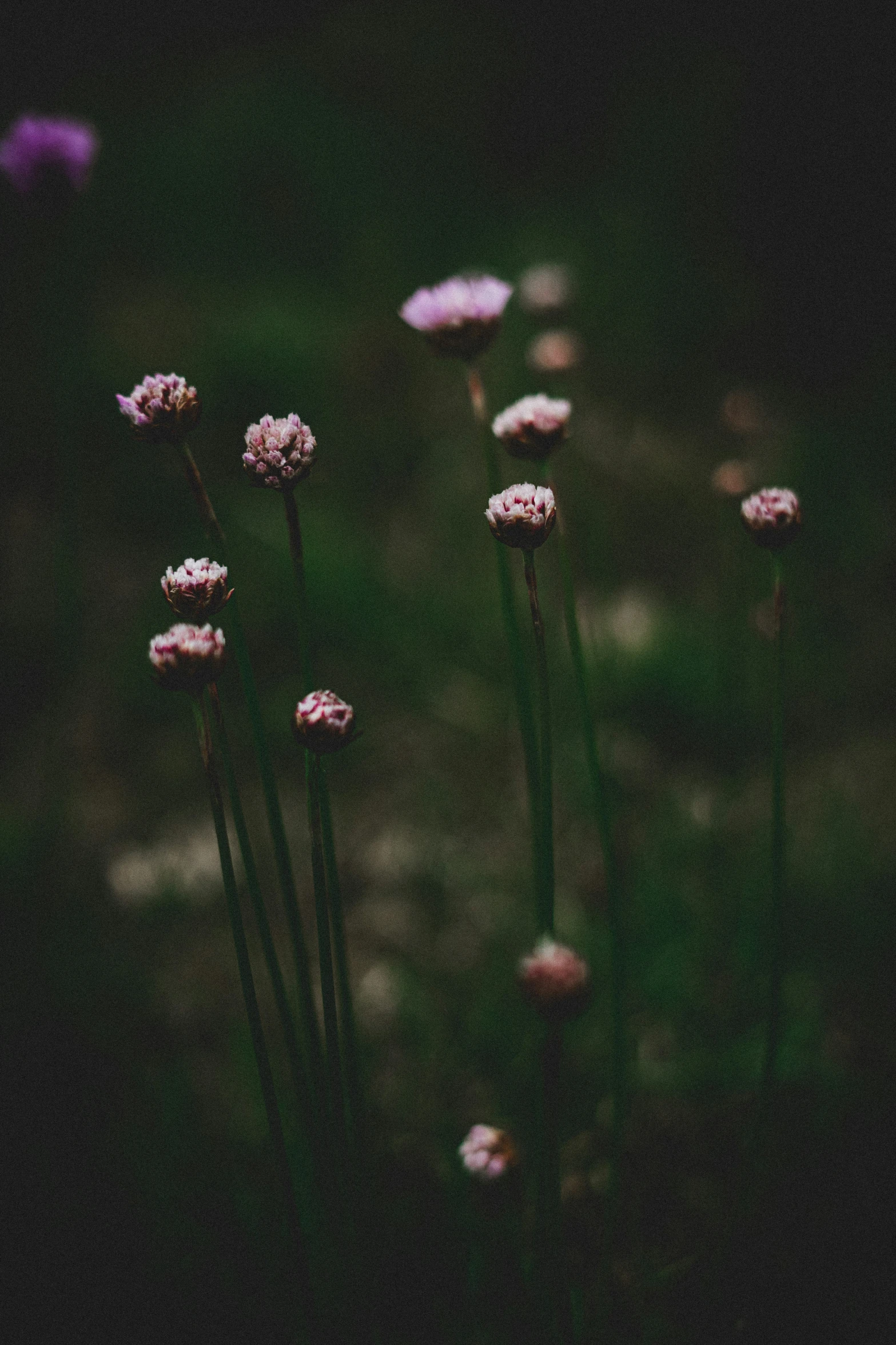 a group of flowers that are in the grass