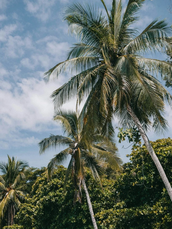 a blue sky with some white clouds and trees