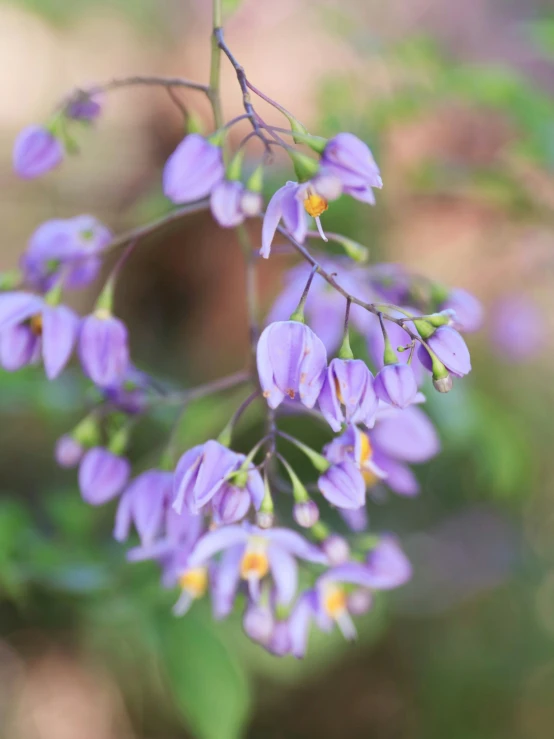 there are purple flowers that are very pretty