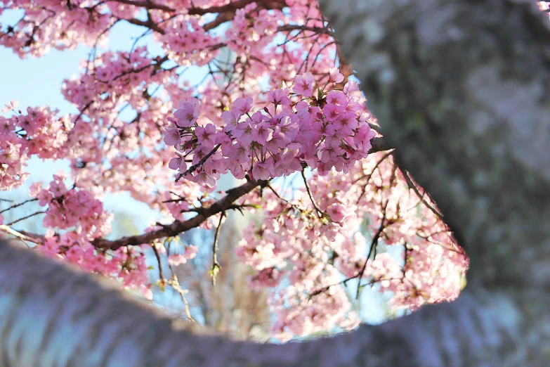 pink flowers blooming in front of a blue sky