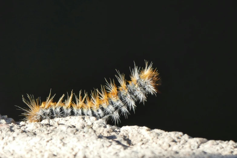 a small yellow caterpillar crawling on a rock