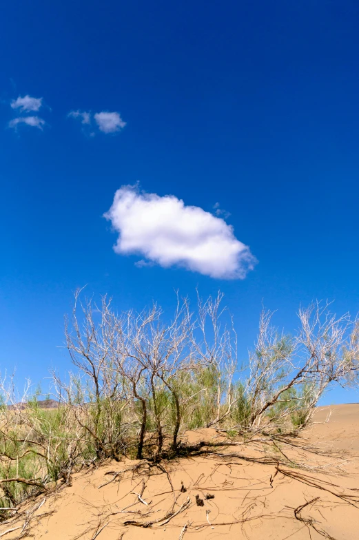 the desert with some plants and an open sky