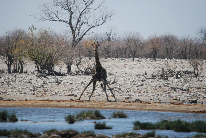 a giraffe walking across a dirt field next to a river