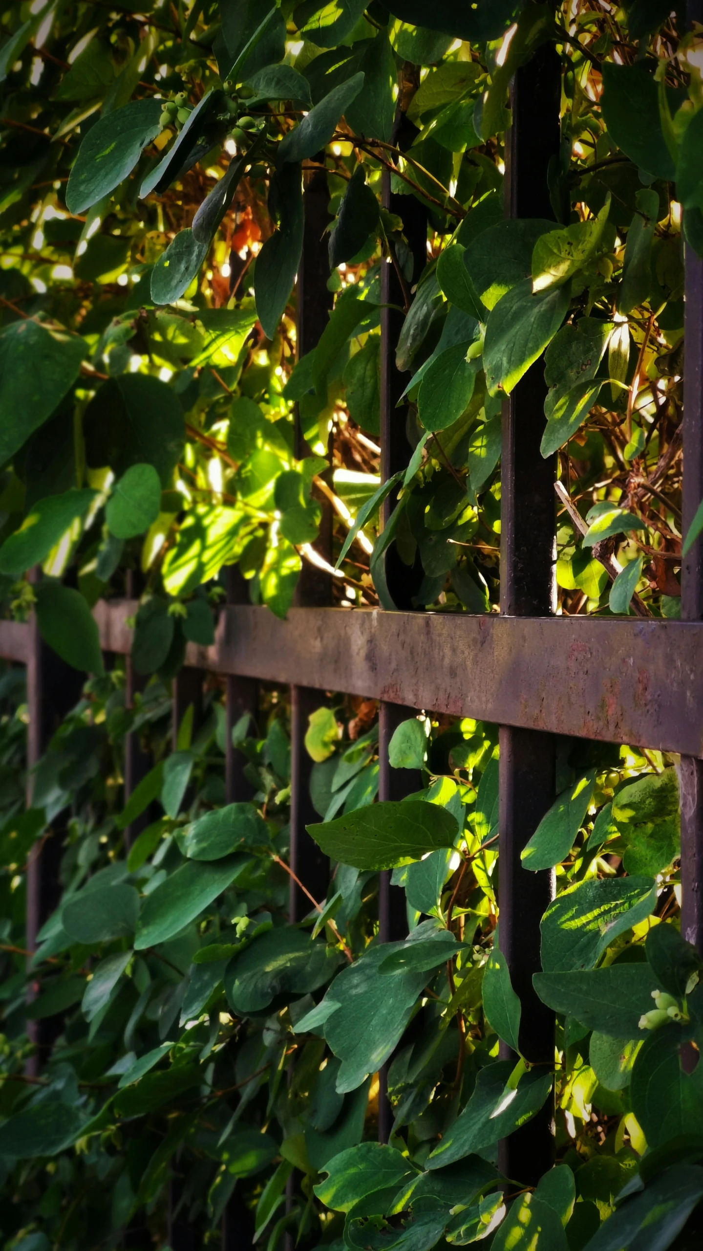 a metal gate with green leaves and a bush behind it