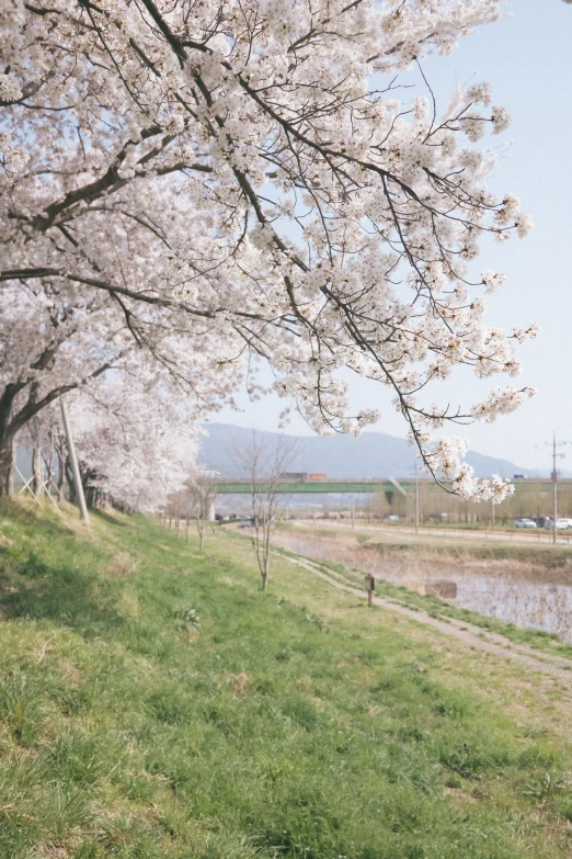 people walking on a grassy hillside near water