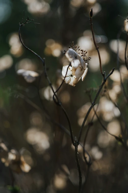 a close up view of some very pretty flowers