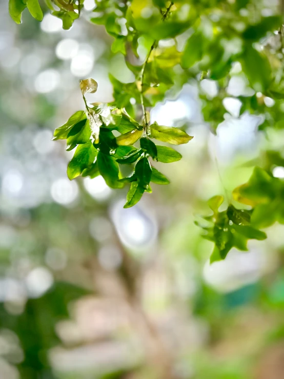 some green leaves on a tree and rain