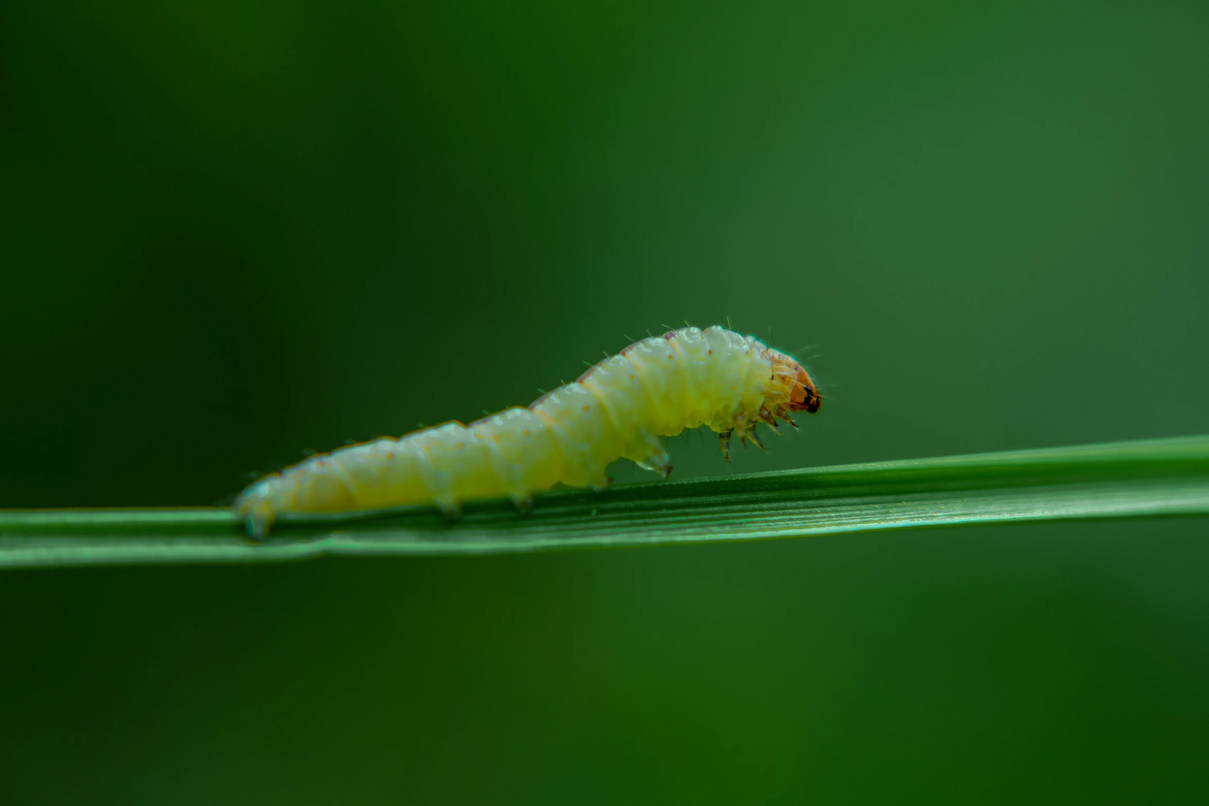 a green caterpillar crawling on a leaf