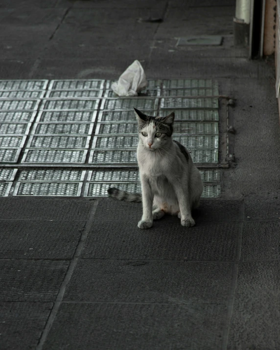 a cat sitting in the middle of a road