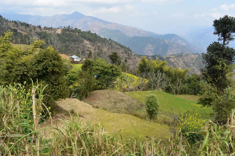 a lush green hillside surrounded by lots of forest