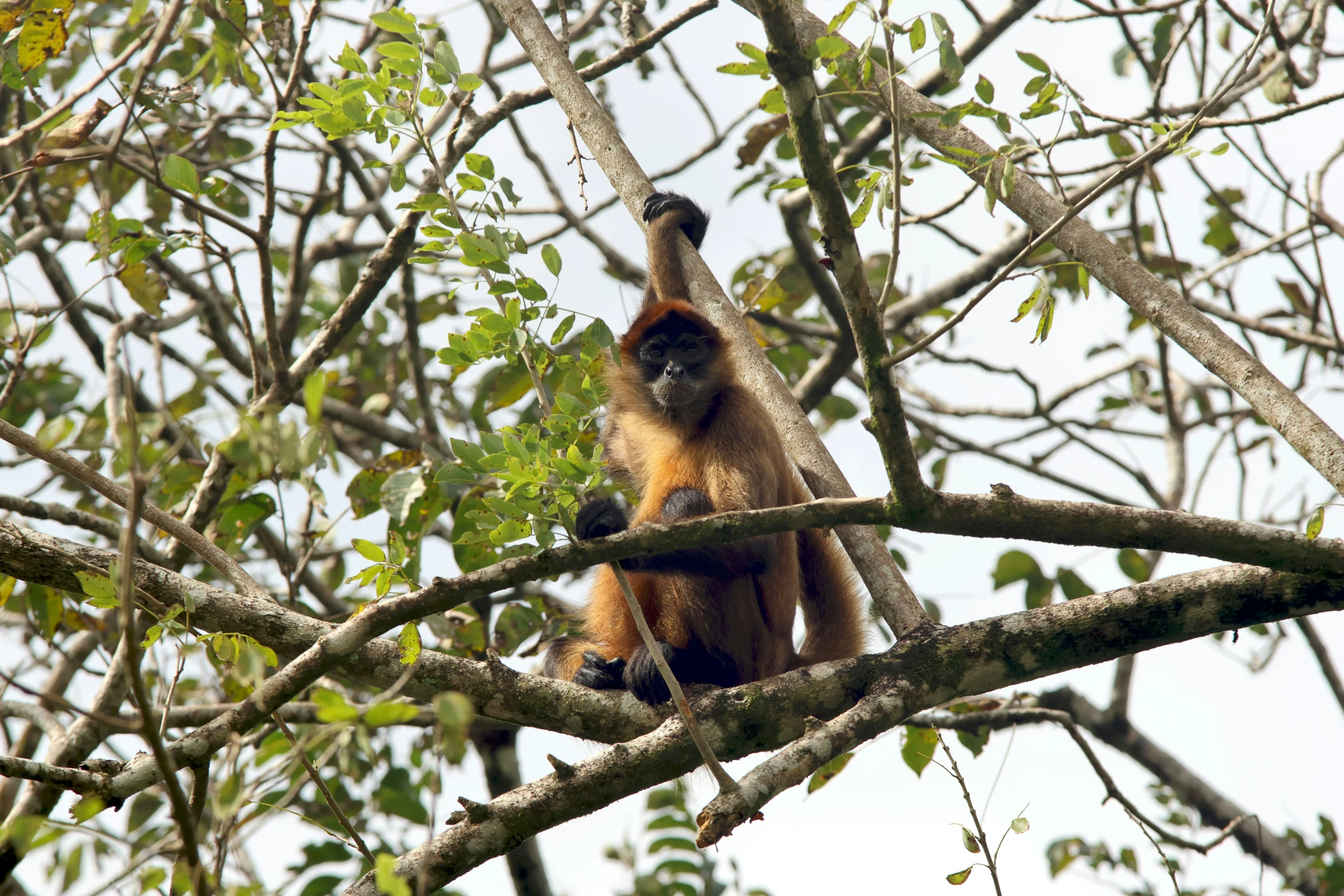 a monkey sitting in a tree nch as it reaches its head down to eat