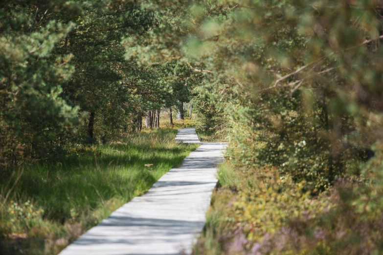 the path is empty of cars on either side