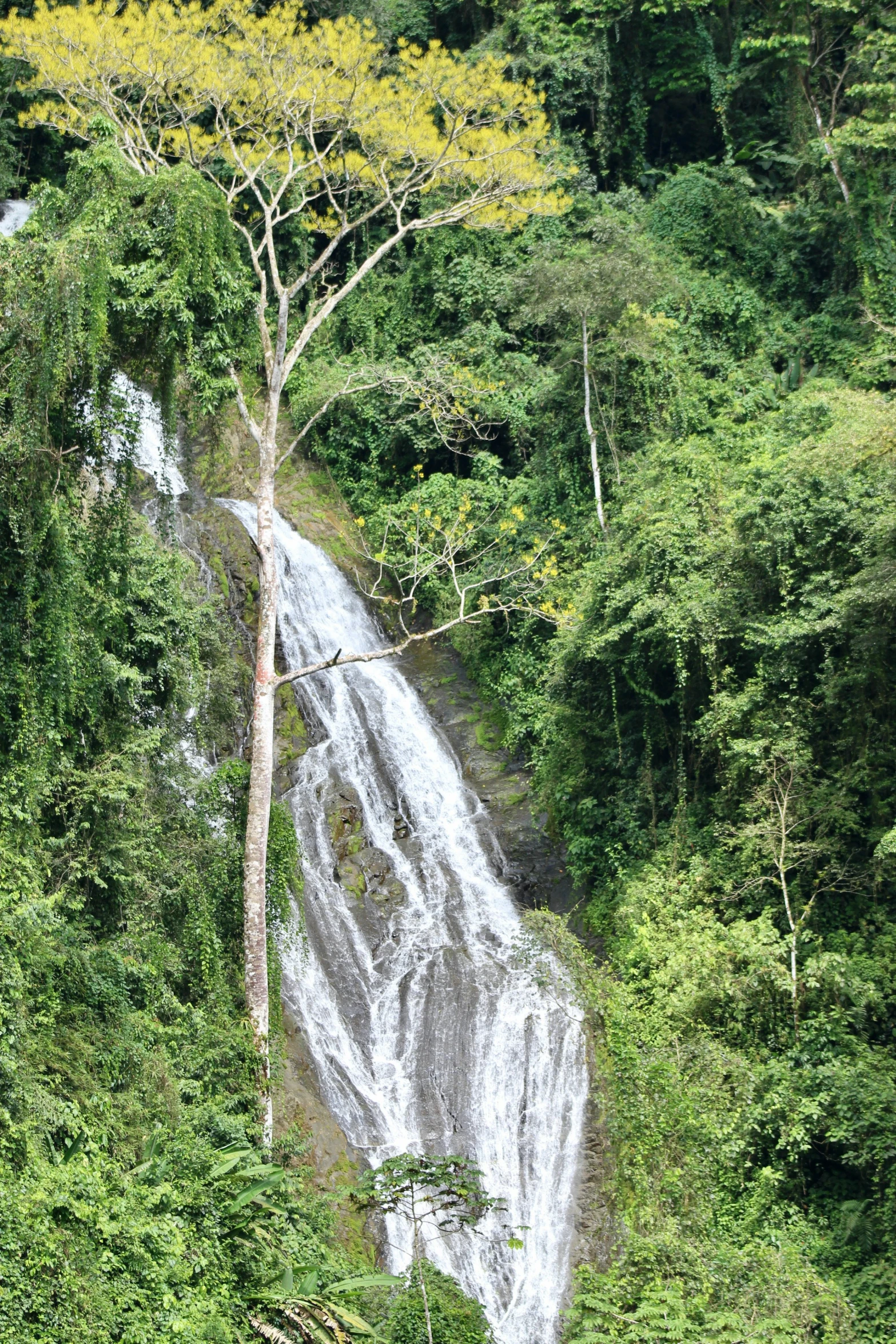 waterfall from the top with trees surrounding