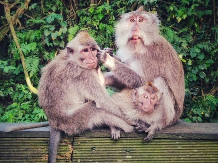 two monkeys are sitting on top of a wood post