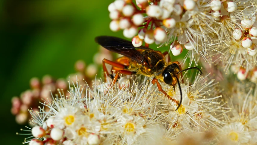 a black and yellow bee and some flowers