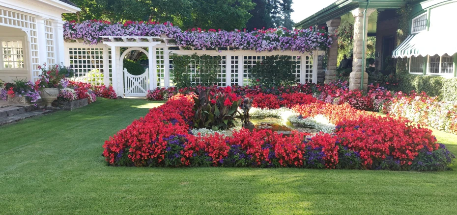 a red flowered shrub sitting in the middle of a green yard