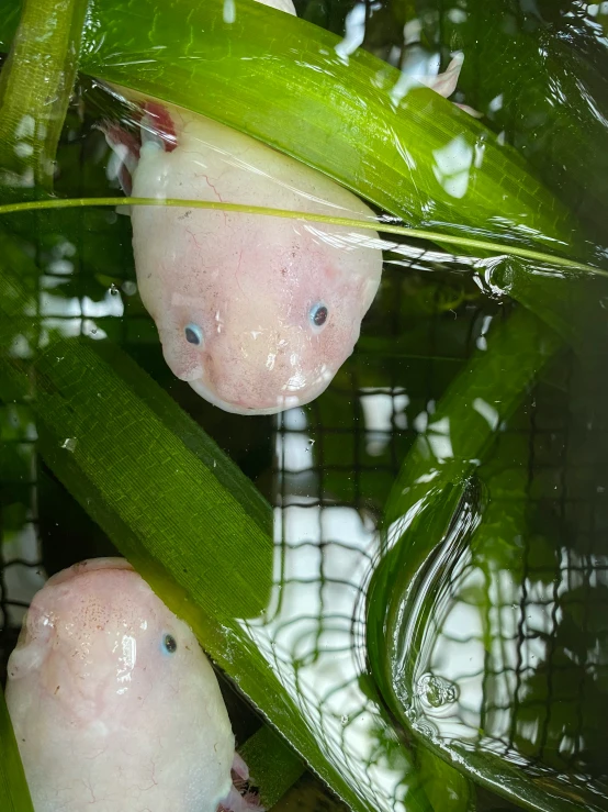 two pink potato heads stuck in the stalks of green leaves