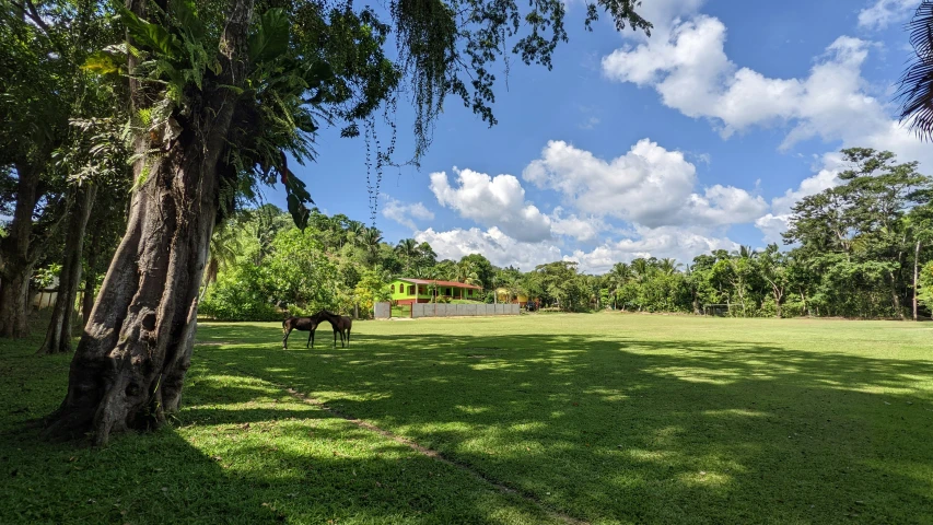 there are two horses that are walking around the grass field