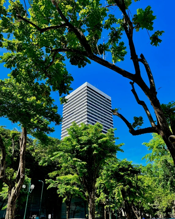 city buildings in the distance next to trees