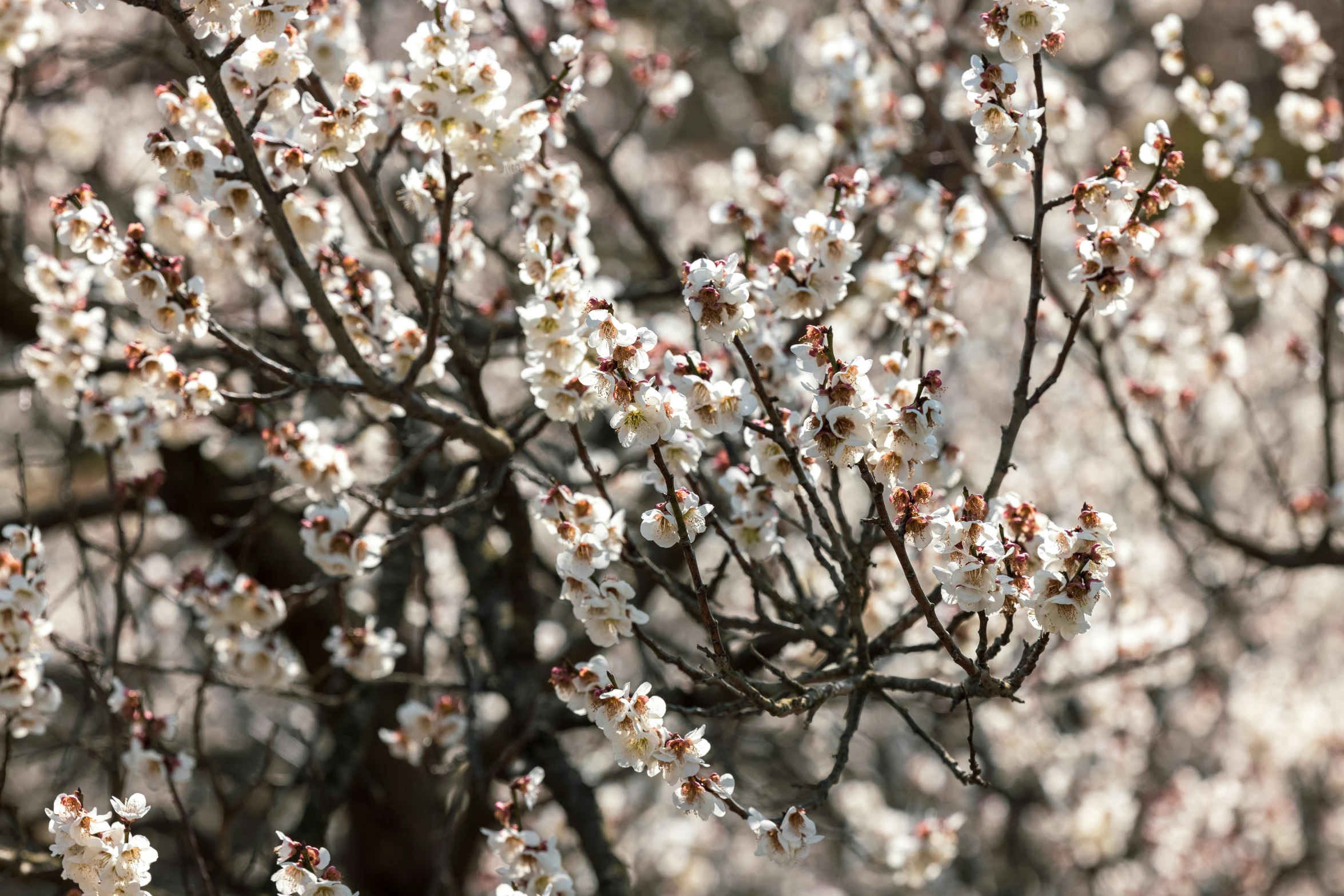 nches with white flowers and brown leaves in the foreground