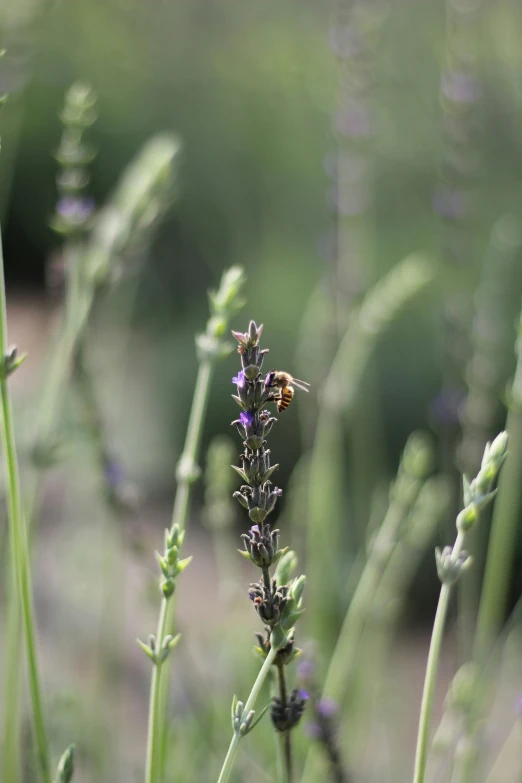 some very cute plants with a little bee on them