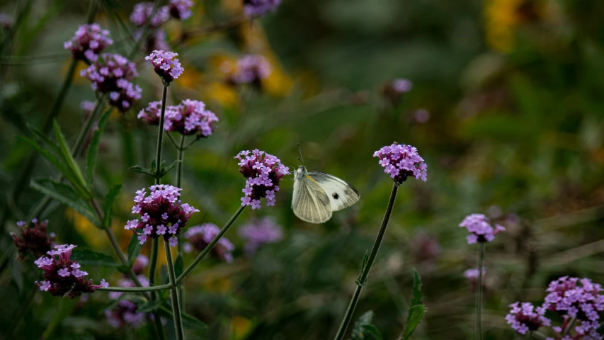 a white erfly is flying in the air above purple flowers