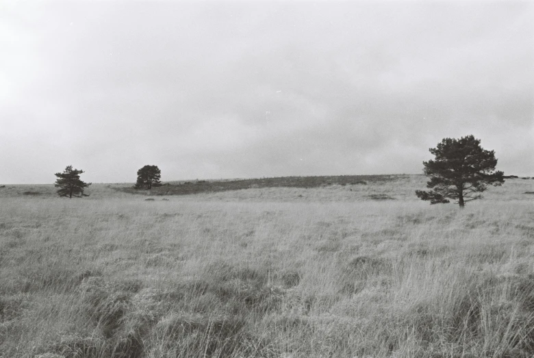 a big grassy field with trees and an object in the distance