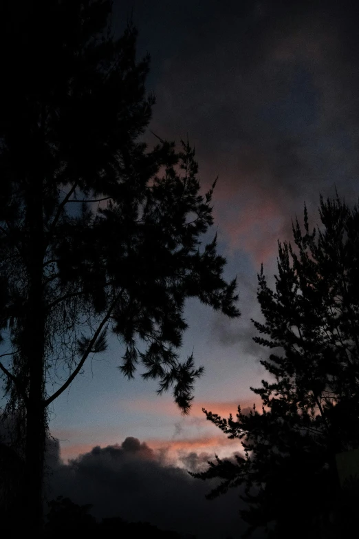 a night time image shows dark and shadowy trees