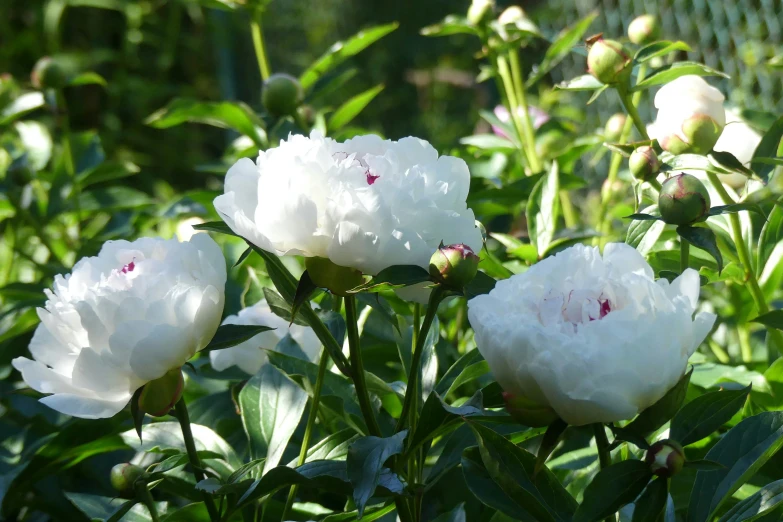 a group of white flowers with leaves and buds
