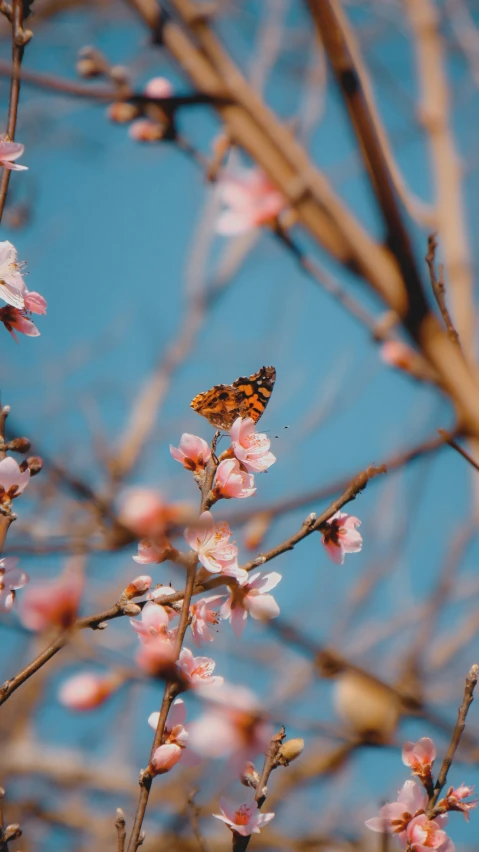 an insect sitting on a flower nch in a tree