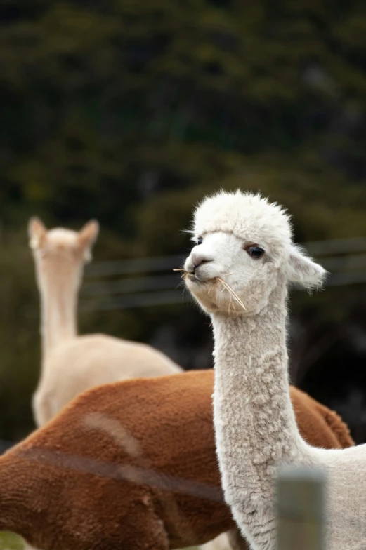 a herd of llamas grazing on grass in a fenced area