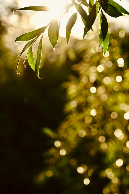 a plant in the foreground is sunlight shining through leaves
