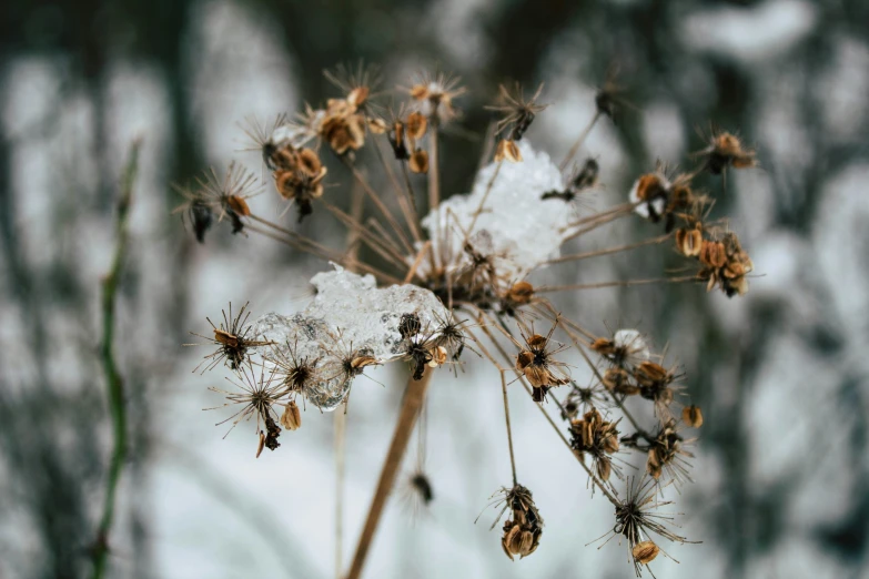 many small leaves on a plant in the snow