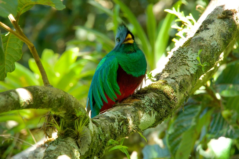 a colorful bird perched on a tree nch