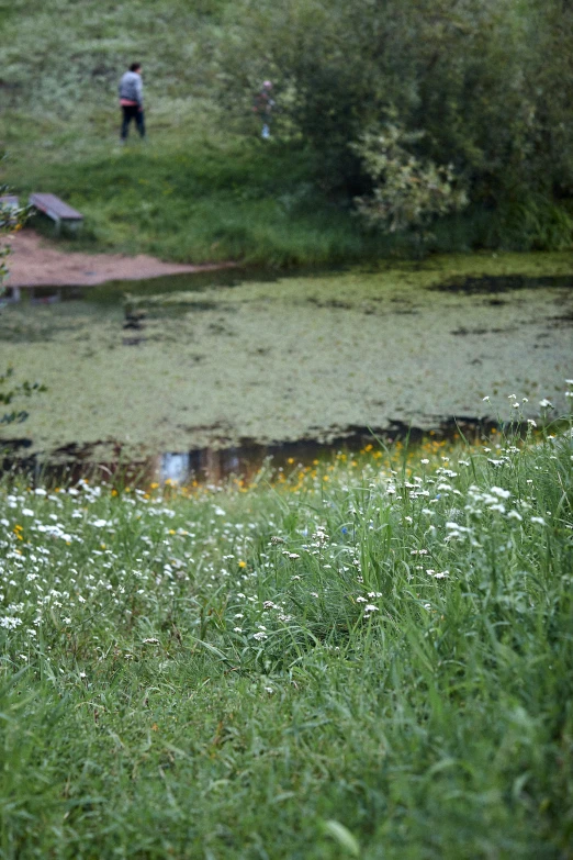 some white flowers and grass and water