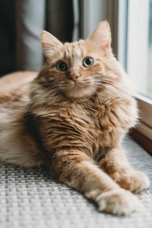 a cat is laying down in front of the window