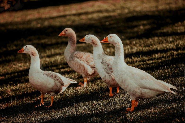 a group of white ducks walking on the grass